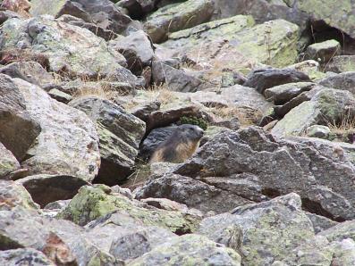 Marmotte dans la valle d'eyne